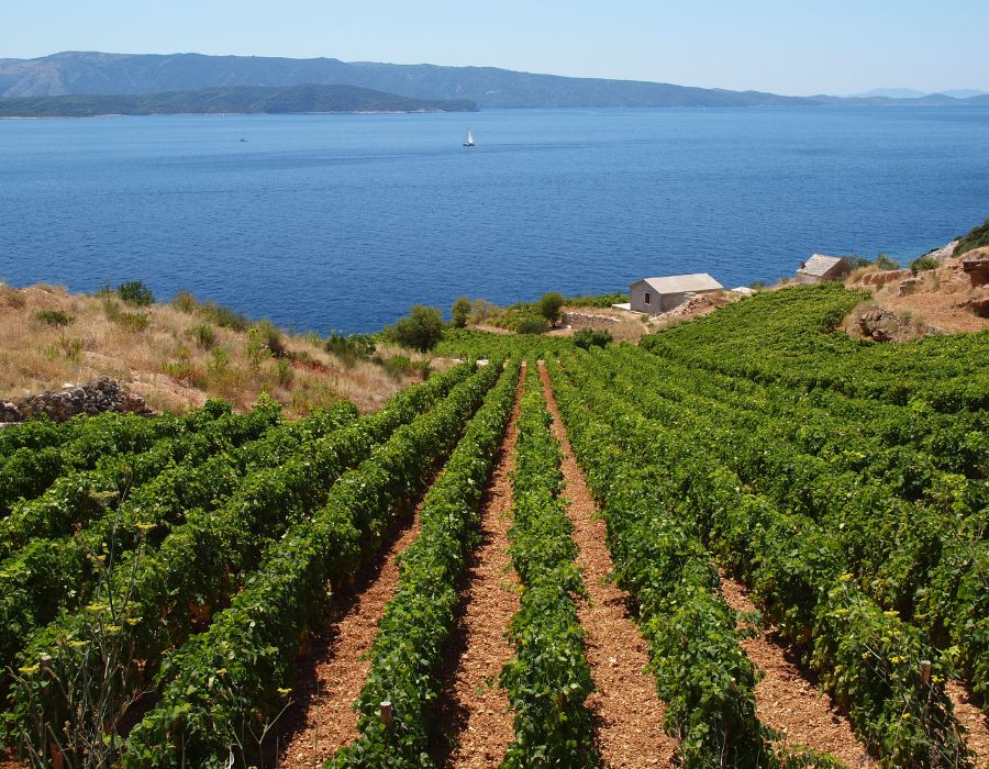 Osteria IL Centro Coastal Wine Growing Regions