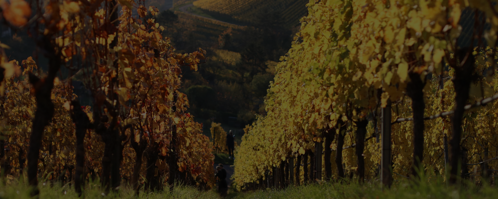 Best Italian Red Wines For Fall